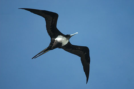 Aves Marinas