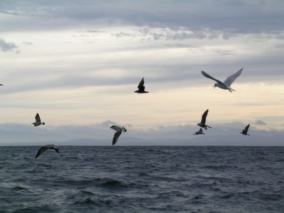 Aves Marinas