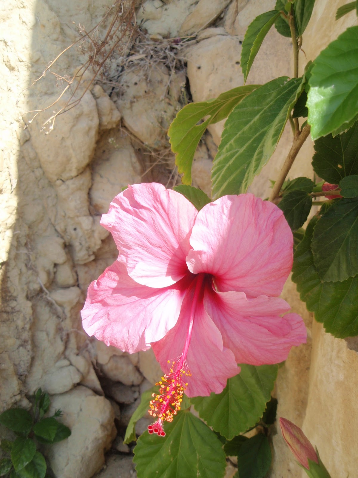 Conoce La Belleza Del Hibiscus Sinensis