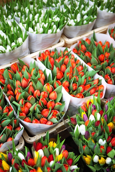 Floristerías en Holanda