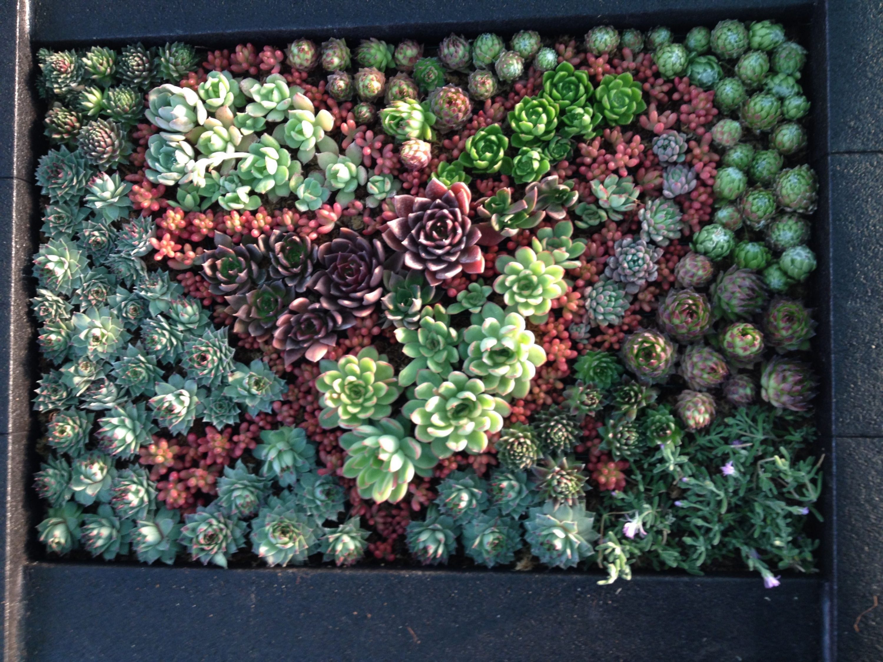 suculentas jardín vertical en forma de corazón