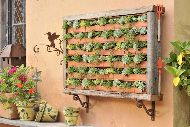 suculentas exterior jardin