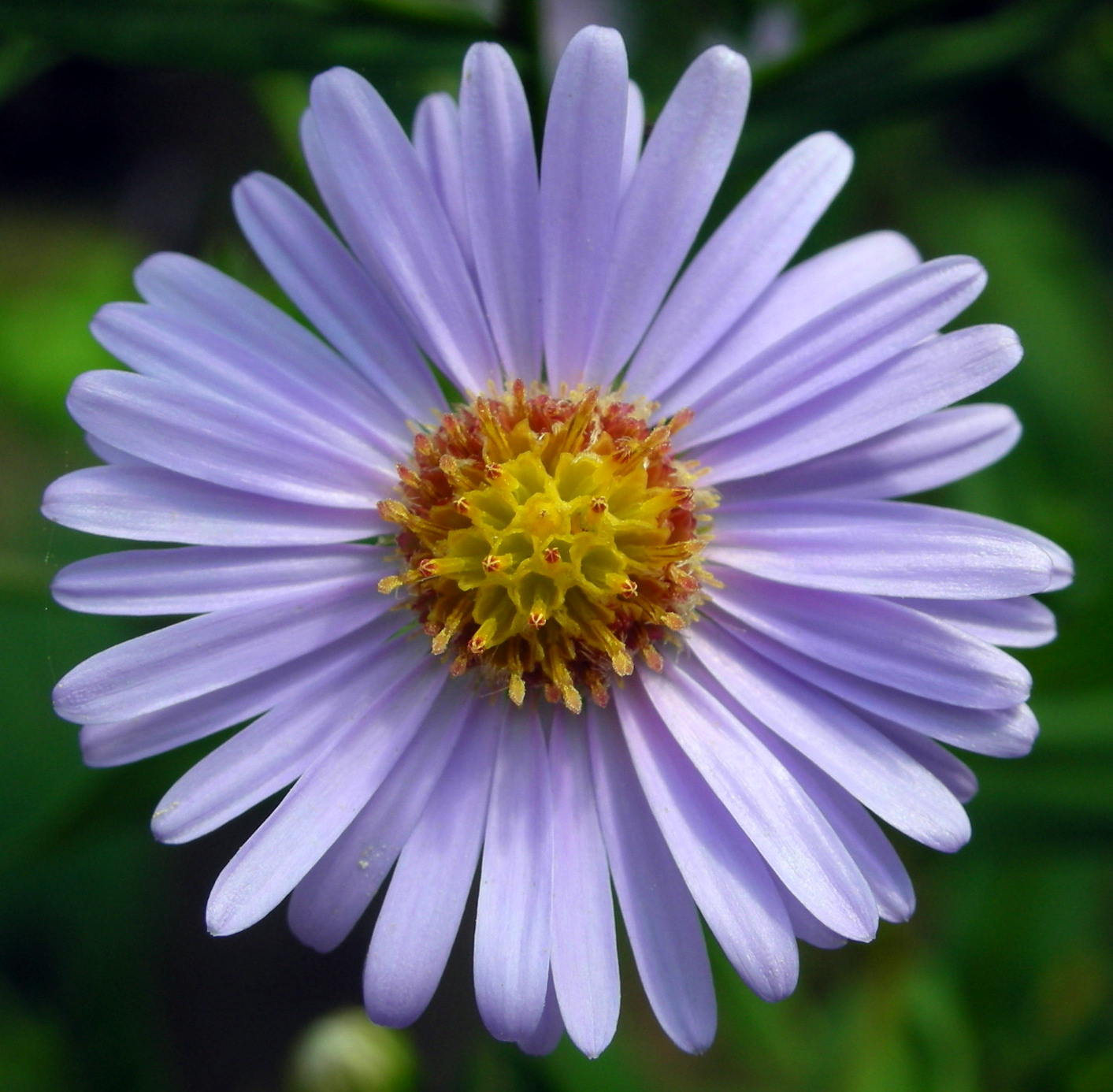 aster flor cerca