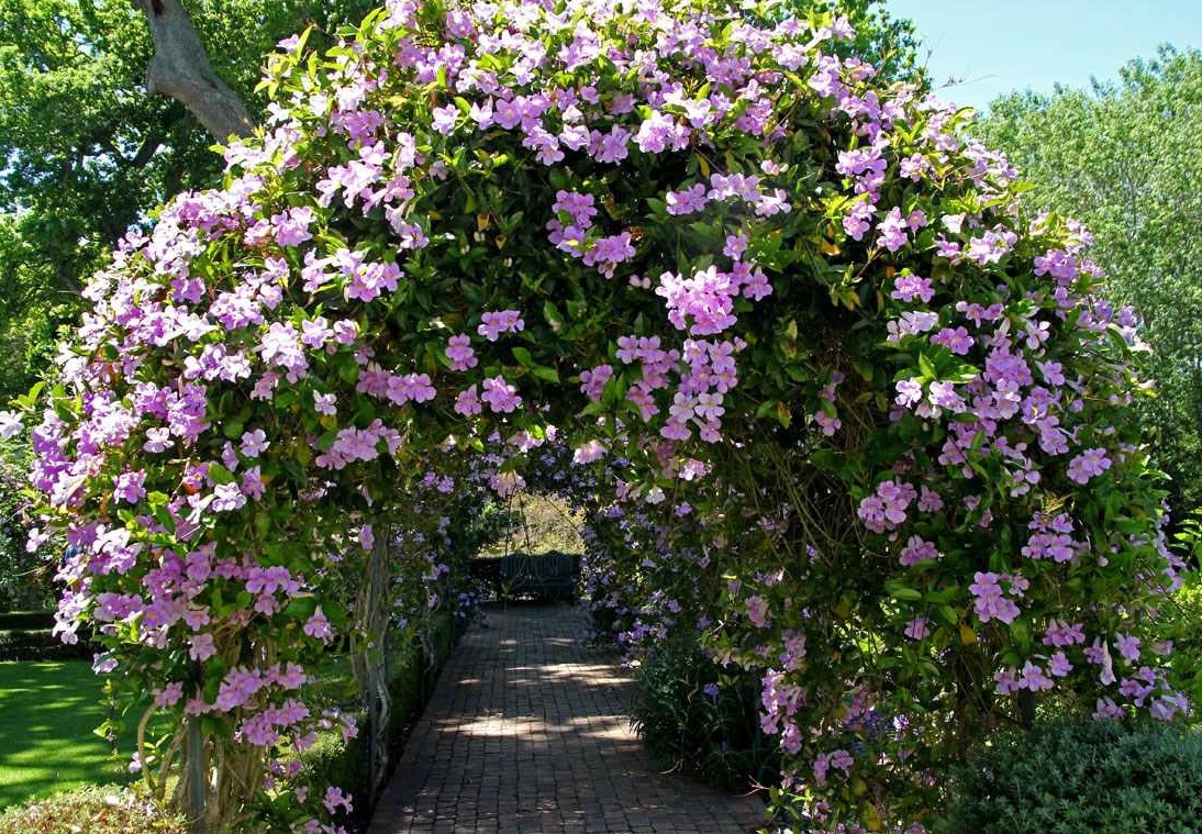 jardin flores exterior bignonia