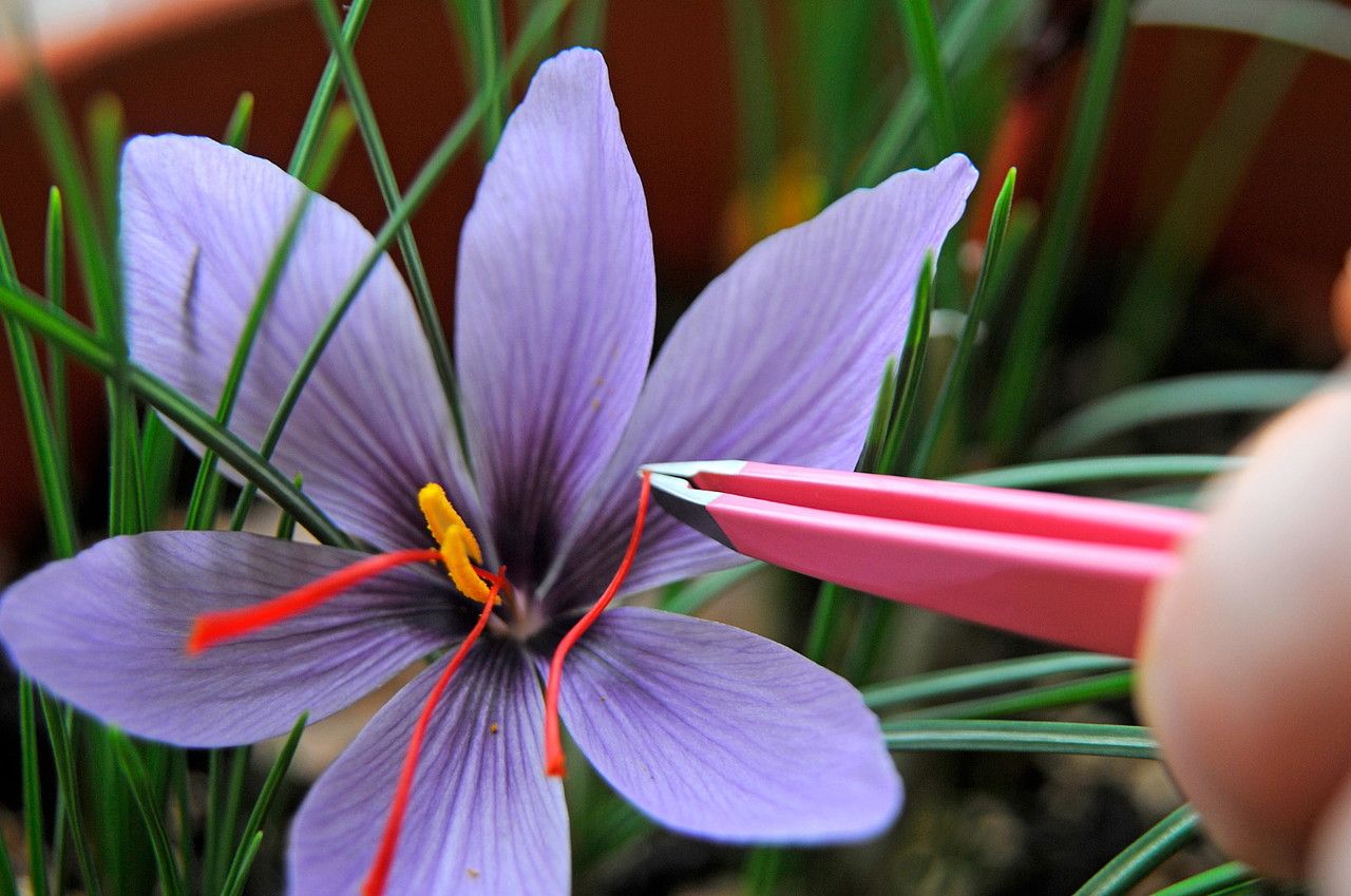 cuidado flor crocus