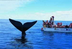 ballenas