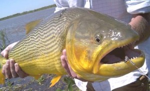 dorado
