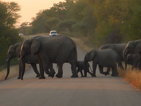 kruger park