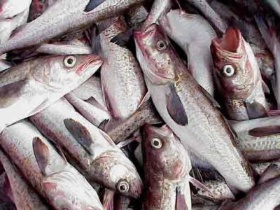 Pescados II: calidades 1