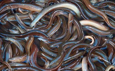 Pescados III: tipos 1