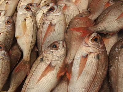 Pescados I: introducción 1