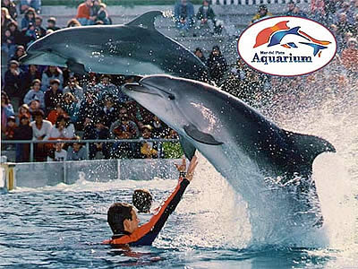 delfines_aquarium