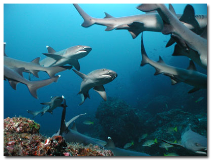 whitetips-isla-del-coco