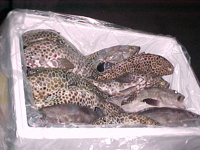 Conservación de los pescados I 1