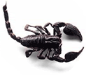 escorpion-animal-venenoso