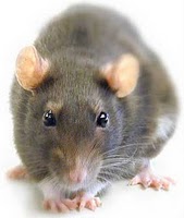 rata
