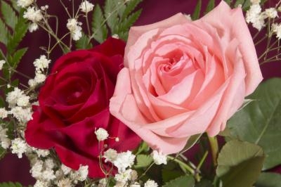 Cuidar el crecimiento de las rosas