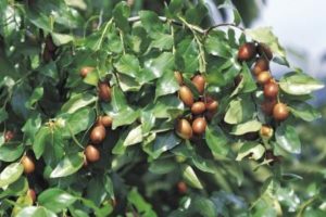 Fechas para plantar tomates