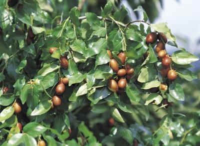 Fechas para plantar tomates