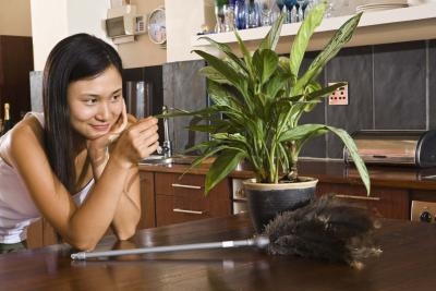 Plantas de interiores con enfermedades de agua