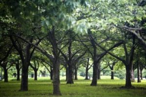 Tipos de hierba que crecen bajo los árboles