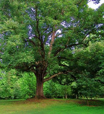 Tratamiento de un árbol de roble enfermo