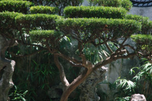 El Arte de cultivar un Bonsai. 1
