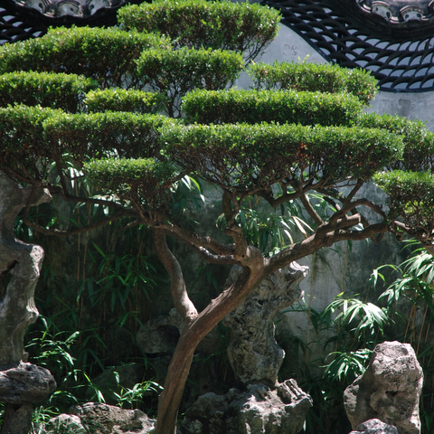 El Arte de cultivar un Bonsai. 1