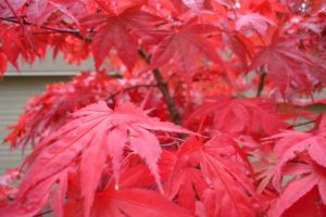 Como plantar arces japoneses