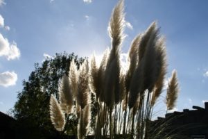 Cómo separar la hierba de Pampas