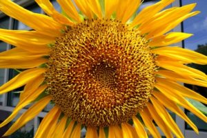 Condiciones climáticas adecuadas para plantar un girasol