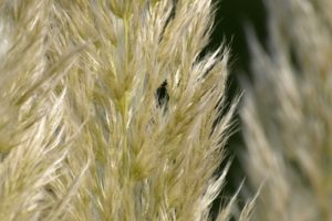 Cuándo podar césped enano de Pampas
