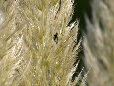 Cuándo podar césped enano de Pampas