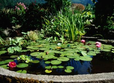 Cuidados para Jardines de Agua
