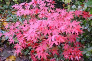 El mejor momento para plantar las semillas del arce japonés