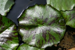 Guía de plantas Humedas