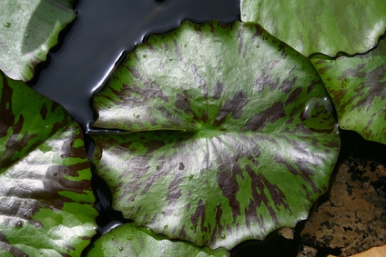 Guía de plantas Humedas