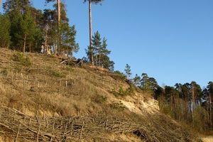 La hierba que crecerá en la arena