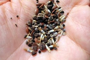 Semillas para plantar en otoño