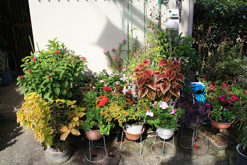 Cómo proteger las plantas al aire libre