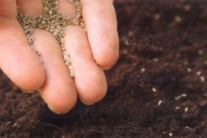 Consejos para la fertilización de nueva semilla de hierba