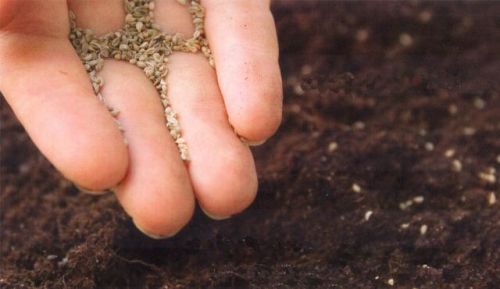 Consejos para la fertilización de nueva semilla de hierba