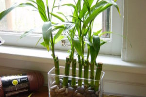 Dracena, planta con gran vistosidad. 1