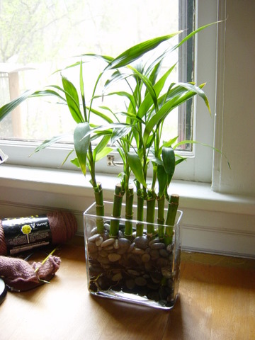 Dracena, planta con gran vistosidad. 1