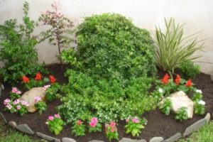 Fertilizantes para plantas de hierba