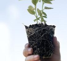Información sobre las partes de una planta