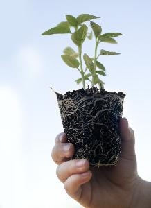 Información sobre las partes de una planta