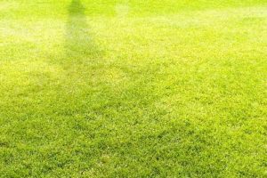 Los mejores fertilizantes para césped
