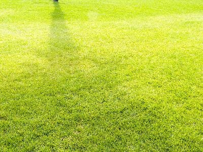 Los mejores fertilizantes para césped