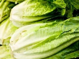 Cómo cosechar lechuga Romaine